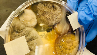 Por qué la repugnante foto viral de microbios hallados en un secador de manos no debería preocuparte